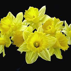 photo "Daffodils"