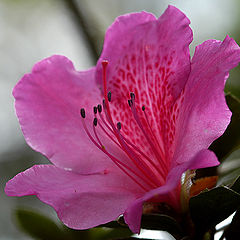 photo "A pink flower"