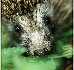 photo "A little hedgehog"