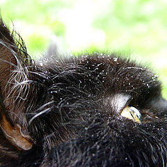 photo "A Cat Tim looking at the sky after the rain"