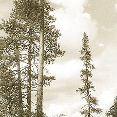 photo "Karelian pines"