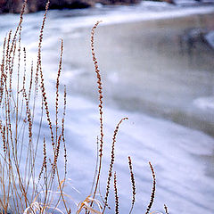 photo "Flowering of the last year"