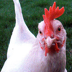 photo "Chicken Attitudes"