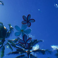 фото "Palms, Plumerias and the Pacific"