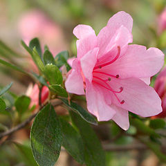 photo "Pretty In Pink"