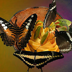 фото "Four Butterflys"