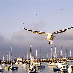 photo "Seagull, who lives within us all"