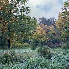 photo "Hoarfrost on a grass"