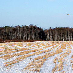 фото "Поля"