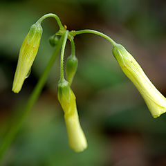 фото "A Flower"