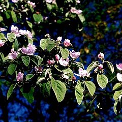 photo "Cherry Plum Blooming"