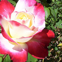 photo "Aussie Rose (re submit)"