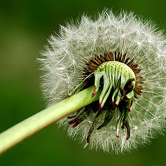 фото "Waiting for Wind"