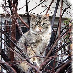 фото "Cat in the Tree"