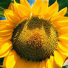 photo "sunflower"