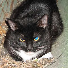 photo "The blue-eyed gentleman"