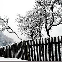 photo "Fence"