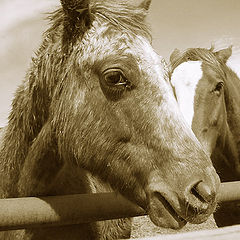 photo "About the sad horse"