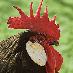 фото "Cock"