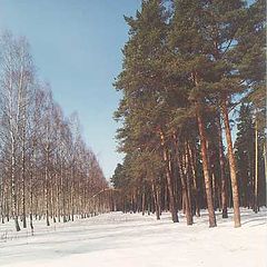photo "Birch avenue in pine to a pine forest"