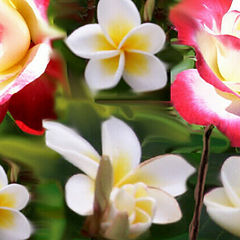 фотоальбом "Aussie Garden Flowers"