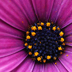 photo "Flower 13"