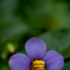 фото "Blue Flower"