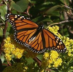 фото "Monarch Butterfly"