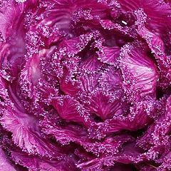 photo "Decorative cabbage"