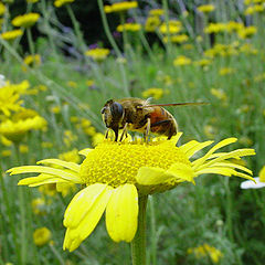 photo "A fly on flower"