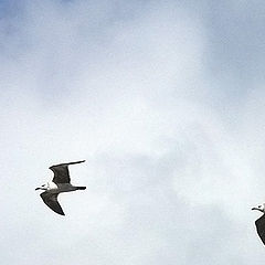 photo "The seagulls"