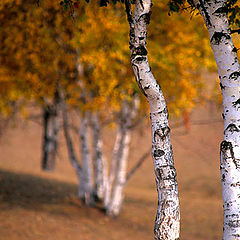 фото "birch"