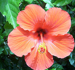фото "Hibiscus Flower (Whole)not macro"