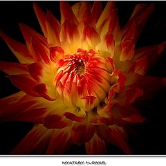 photo "Mystery flower"