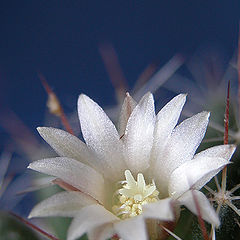 photo "Prickly tenderness"