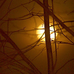 photo "...moonlight inside of crowns..."