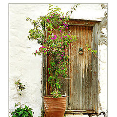 photo "Bougainvillea"