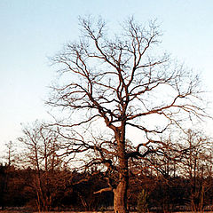 photo "Oak"