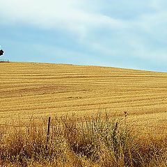 photo "The field"