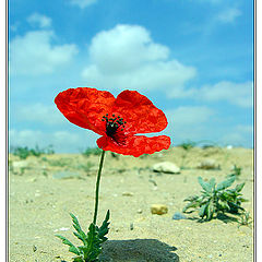 photo "Poppy"