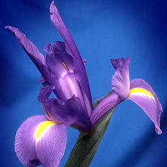 photo "Louisiana Iris"