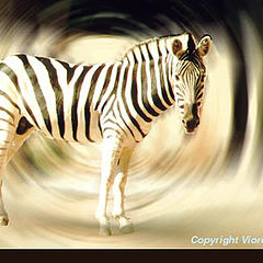 фото "Zebra"