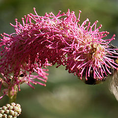 photo "sanguisorba #4"