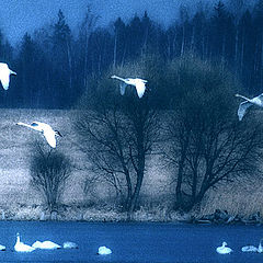 photo "Evening of early spring-II"