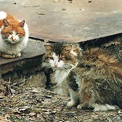 фото "Сладкая парочка/Lovely kitties"