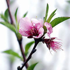 photo "The Promise of Peaches"