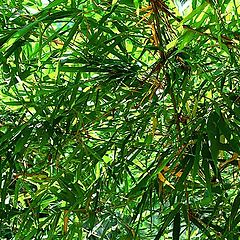 photo "Jungle"