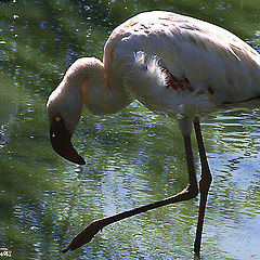 photo "Flamingo"