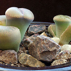 photo "Conophytum"