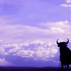 photo "El toro"